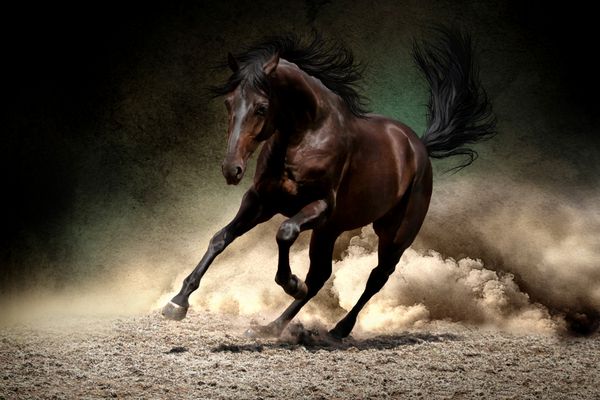 دویدن اسب سیاه در صحرای گرد و غبار