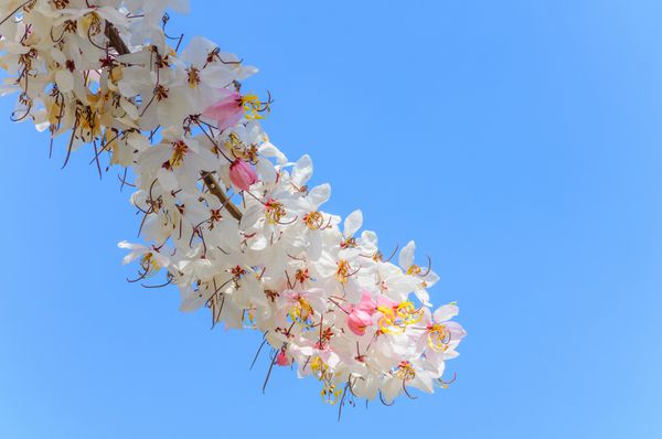 شکوفه دادن شاخه های درخت در فصل بهار