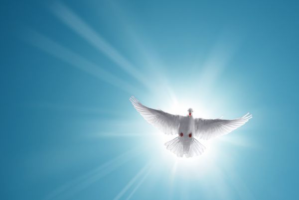 کبوتر سفید در آسمان آبی نماد ایمان
