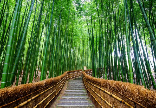 مسیر جنگل بامبو آراشیاما کیوتو ژاپن