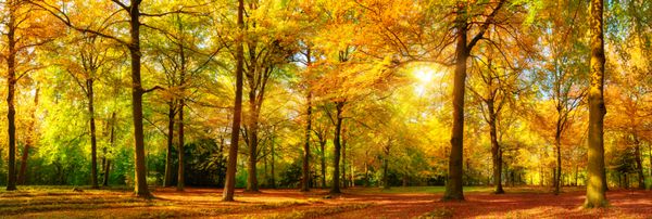 چشم انداز زیبای پاییزی از یک جنگل منظره با مقدار زیادی آفتاب گرم