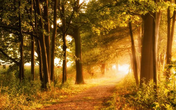 صحنه زیبای پاییزی شما را به پیاده روی در مسیر پیاده روی مه آلود در جنگل با تابش نور خورشید دعوت می کند
