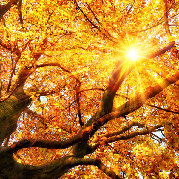 خورشید پاییزی به زیبایی از میان شاخه های درخت راش به رنگ طلایی روشن می درخشد