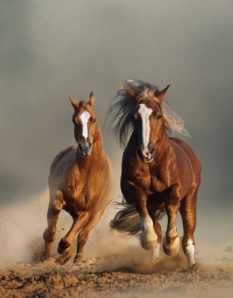 دو اسب شاه بلوط وحشی در حال دویدن در گرد و غبار نمای جلو