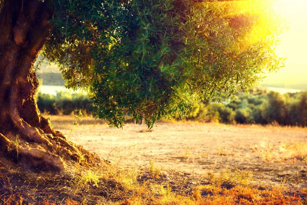 درختان زیتون کاشت درختان زیتون در غروب آفتاب مزرعه زیتون مدیترانه ای با درخت زیتون کهنسال صنعت تولید سبزیجات طبیعت فصلی