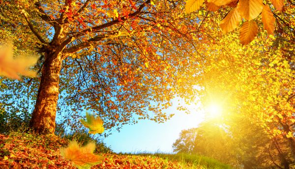 مناظر طلایی پاییزی با درختی زیبا برگ‌های در حال سقوط آسمان آبی روشن و خورشید که به گرمی می‌درخشد