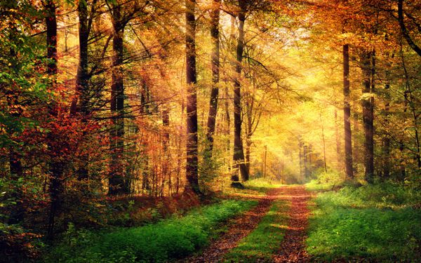 مناظر جنگلی پاییزی با پرتوهای نور گرم که شاخ و برگ طلا را روشن می کند و مسیر پیاده روی منتهی به صحنه