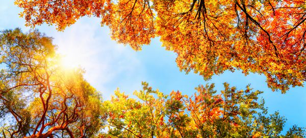 خورشید گرم پاییزی که از میان درختان طلایی می درخشد با آسمان آبی درخشان زیبا