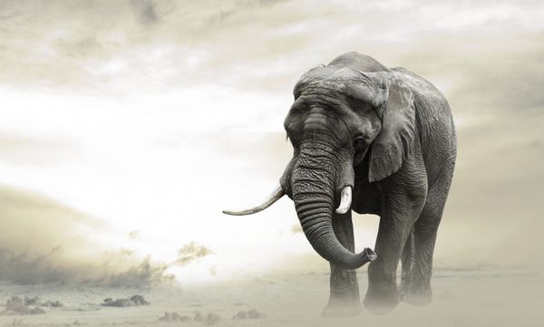 نر فیل آفریقایی که در غروب آفتاب به تنهایی در صحرا قدم می زند