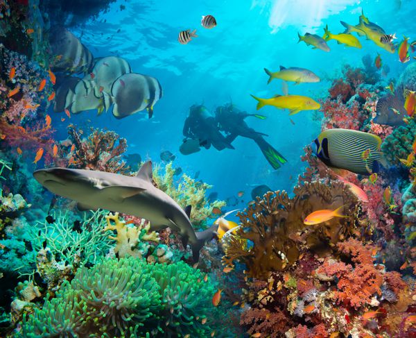 صخره دریایی رنگارنگ زیر آب با مرجان ها و اسفنج ها و ماهی های استوایی کوچک که در اقیانوس آبی شنا می کنند
