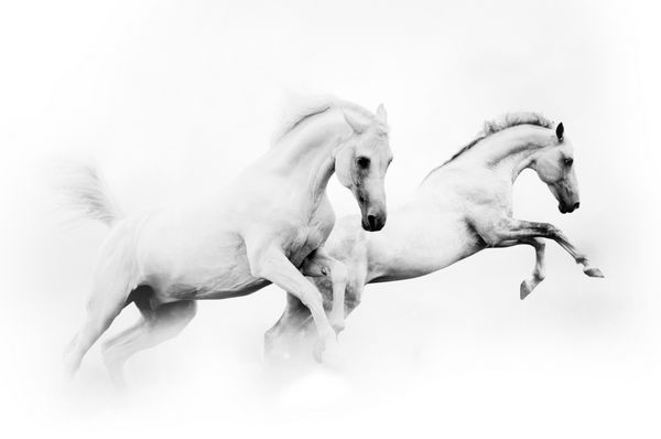 دو اسب سفید برفی قدرتمند که از روی پس زمینه سفید می پرند