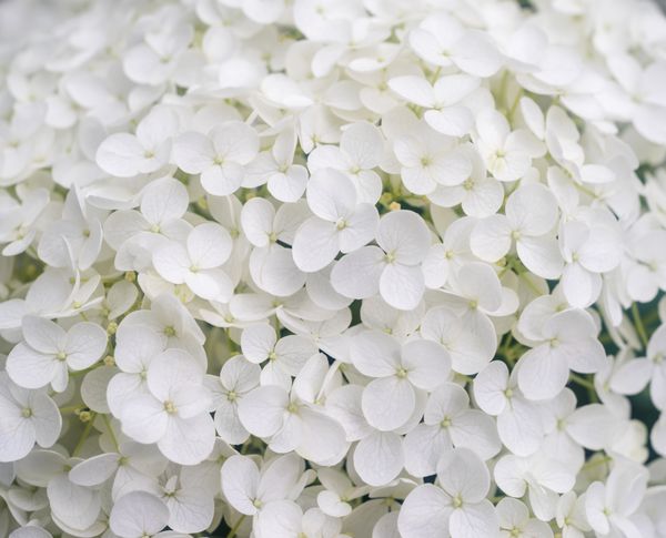 نمای نزدیک شکوفه های هیدرنجی سفید بزرگ و زیبا تمرکز نرم