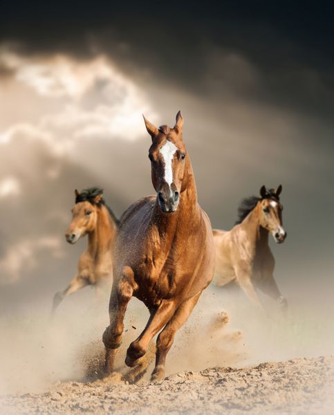 اسب های وحشی در غبار زیر پرتو نور از میان طوفان می دوند