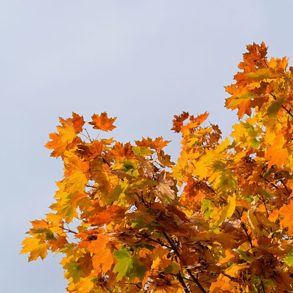 برگ های پاییزی زمینه طبیعی رنگی فصلی