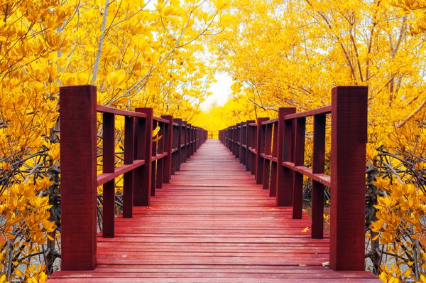 پل چوبی قرمز به جنگل پاییزی