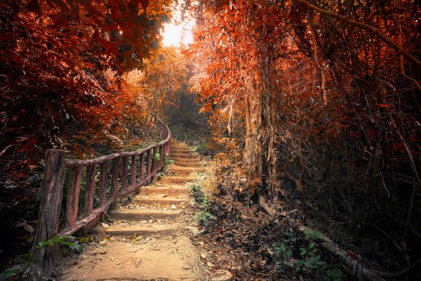 جنگل فانتزی در رنگ های سورئال پاییزی مسیر جاده از میان درختان انبوه منظره مفهومی برای پس زمینه مرموز