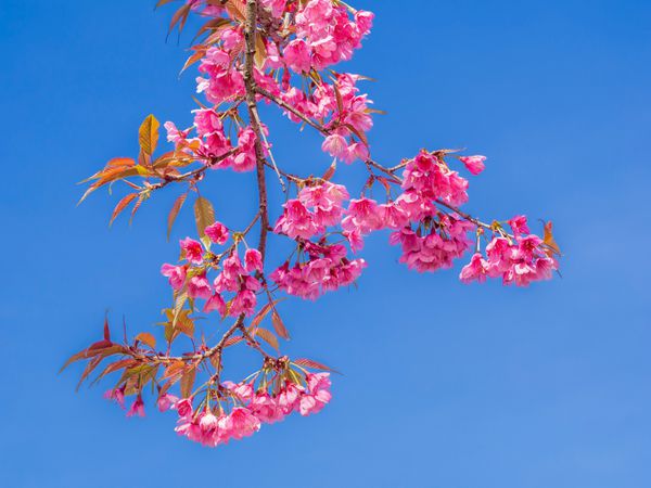 شکوفه های گیلاس صورتی در پس زمینه آسمان آبی در روز آفتابی در طبیعت در فضای باز