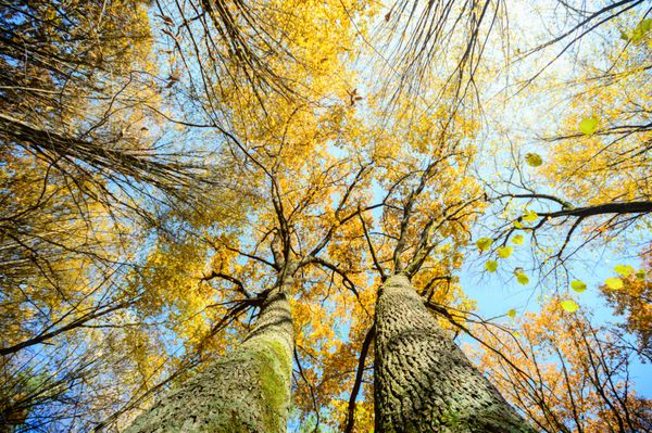 درخت بزرگ قدیمی در زمینه رنگی با آسمان آبی سریال طبیعت
