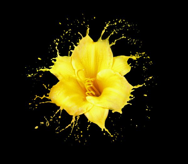 گل روشن با پاشش های زرد در پس زمینه سیاه