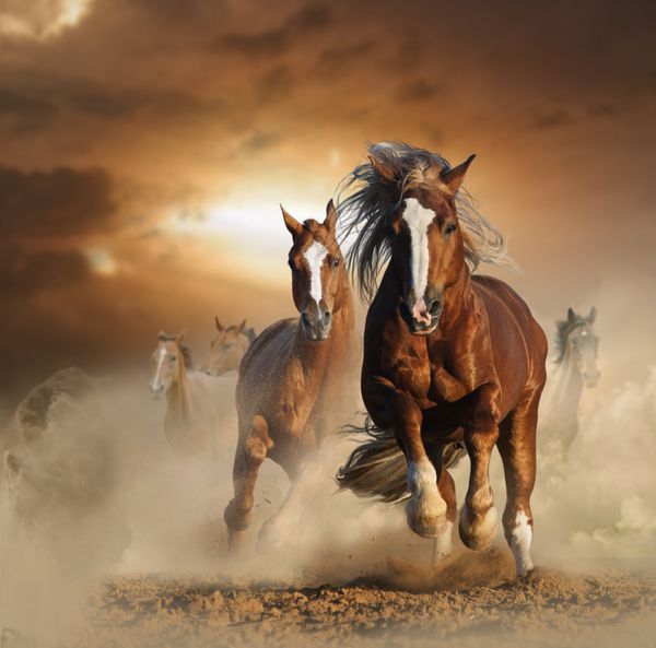 دو اسب شاه بلوط وحشی در گرد و غبار با هم می دوند نمای جلو