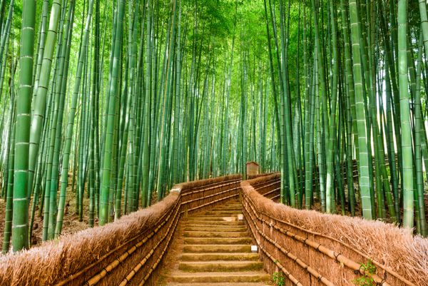 کیوتو ژاپن در جنگل بامبو