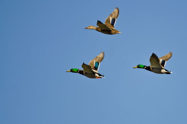 سه اردک اردک اردک در آسمان آبی پرواز می کنند