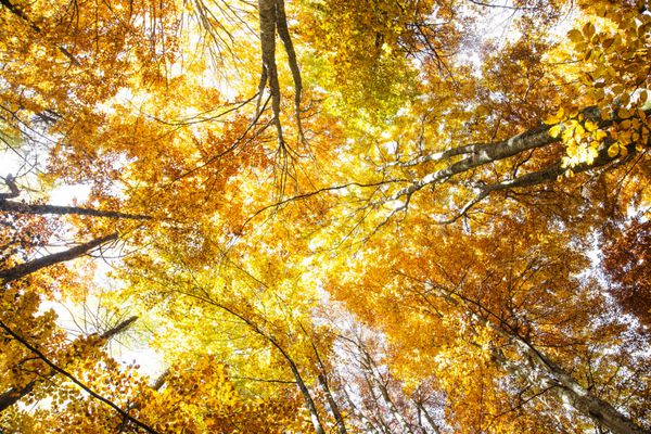جنگل درختان راش رنگارنگ پاییزی با برگ های خشک شده طلایی