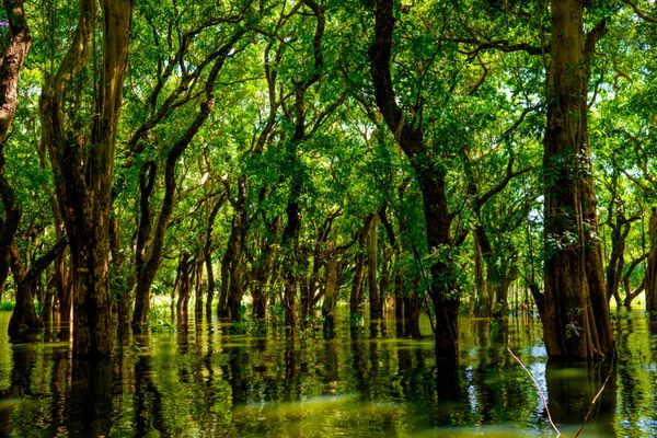 سیل درختان در جنگل بارانی حرا روستای کامپونگ فلوک کامبوج