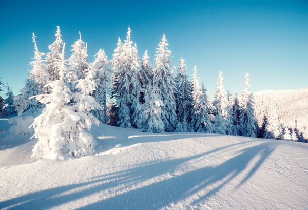 درختان با شکوه زمستانی که در برابر نور خورشید می درخشند صحنه دراماتیک زمستانی موقعیت پارک ملی کارپات اوکراین اروپا پیست اسکی آلپ دنیای زیبایی افکت تونینگ اینستاگرام سال نو مبارک