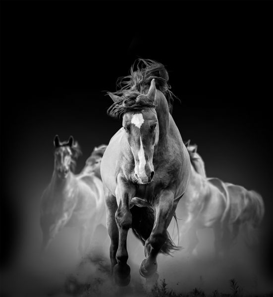 اسب های وحشی در تاریکی در غبار می دوند