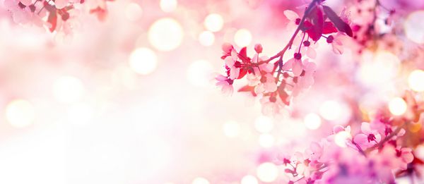 حاشیه بهاری یا هنر پس زمینه با شکوفه صورتی منظره زیبای طبیعت با درخت شکوفه و شعله خورشید روز آفتابی گل های بهاری باغستان زیبا پس زمینه تار انتزاعی فصل بهار