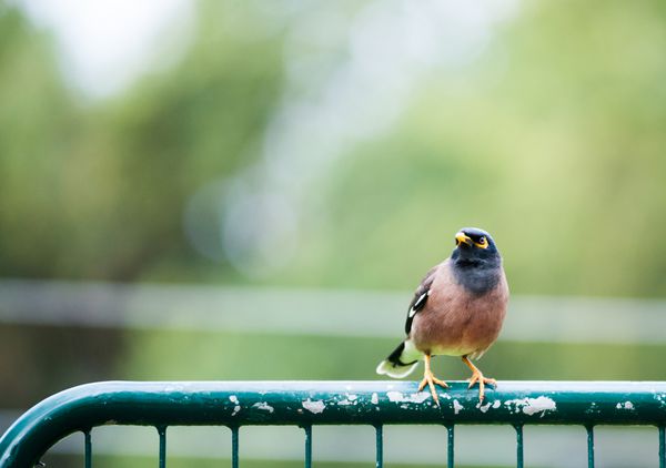 پرنده معمولی مینا نشسته روی حصار