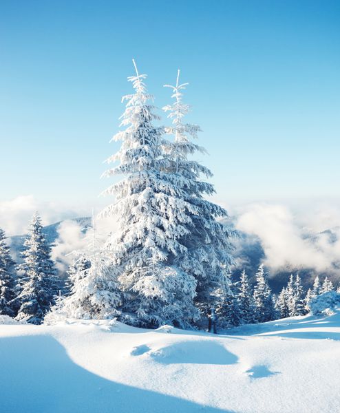 درختان با شکوه زمستانی که در برابر نور خورشید می درخشند صحنه دراماتیک زمستانی pl موقعیت پارک ملی کارپات اوکراین اروپا پیست اسکی آلپ دنیای زیبایی افکت تونینگ آبی اینستاگرام سال نو مبارک