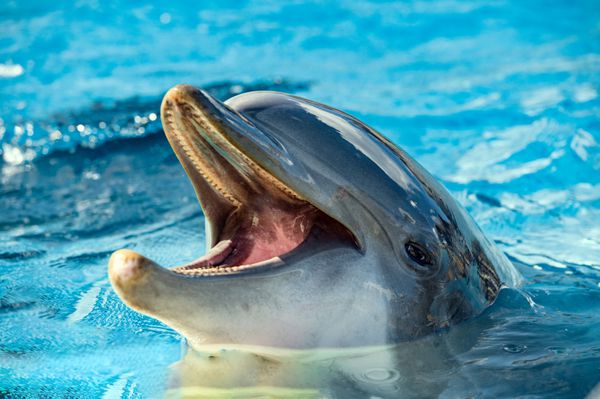 پرتره دلفین معمولی در حالی که با دهان باز به شما نگاه می کند