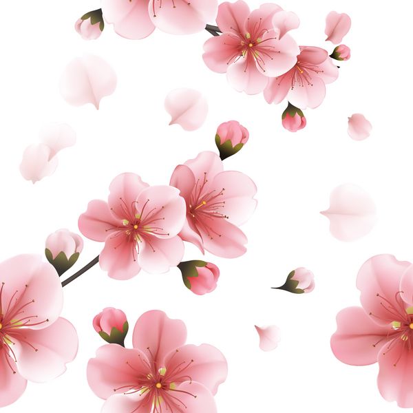 الگوی پس زمینه بدون درز از شکوفه ساکورا صورتی یا گیلاس گلدار ژاپنی نماد بهار در آرایش تصادفی بر روی زمینه سفید با فرمت مربع مناسب برای پارچه