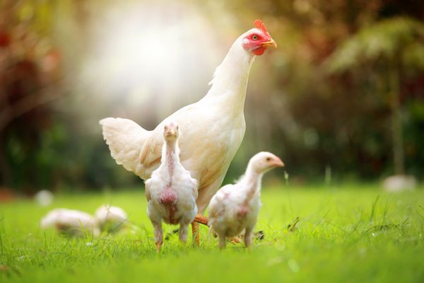 مرغ سفید و مرغ در طبیعت پرورش آزاد آنتی بیوتیک و بدون هورمون