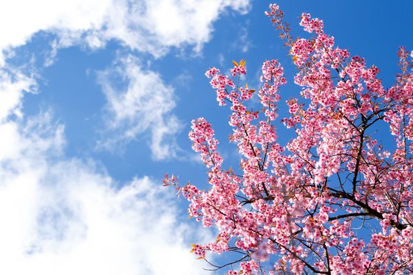 شکوفه های بهاری گیلاس هیمالیا وحشی