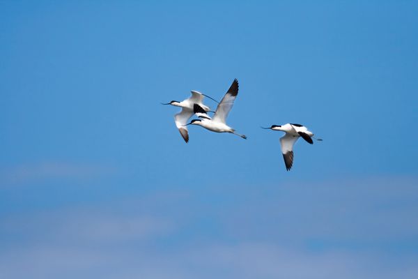 چند آووست recurvirostra avosetta در پرواز