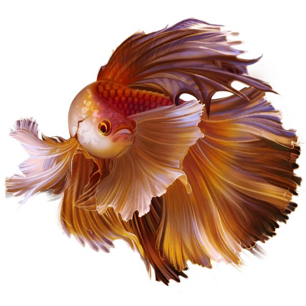 تصویر با ماهی طلایی دم حجاب