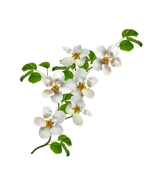 شاخه گل گلابی سفید جدا شده در زمینه سفید