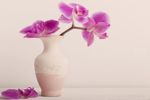 گل ارکیده در گلدان روی میز چوبی