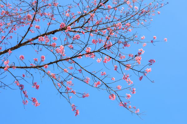 نمای نزدیک از گل های گیلاس هیمالیا وحشی صورتی زیبا و شکوفه بر روی شاخه درخت در برابر آسمان آبی روشن
