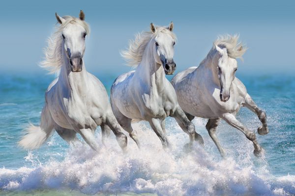 سه اسب سفید به صورت موجی در اقیانوس می تازند