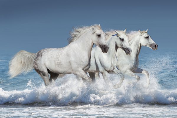 گله اسب به صورت موجی در اقیانوس می دود