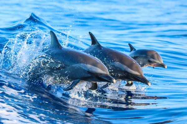 خانواده دلفین های خالدار که از آب های آبی شفاف هاوایی بیرون می پرند