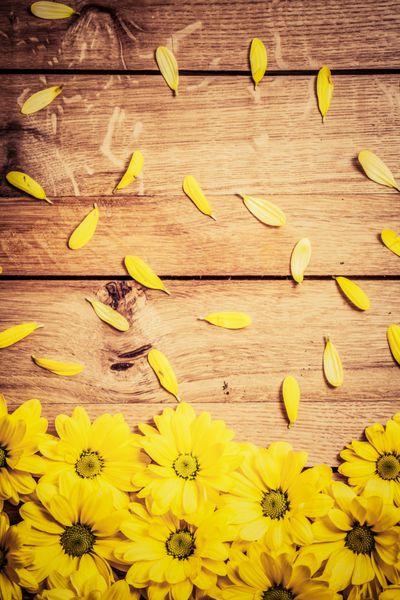 گل ها و گلبرگ های تازه بهاری روی چوب روستایی pl برای متن در روز روز مادر و غیره گل دیزی
