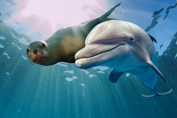 دلفین و شیر دریایی در زیر آب در پس زمینه اقیانوس به شما نگاه می کنند