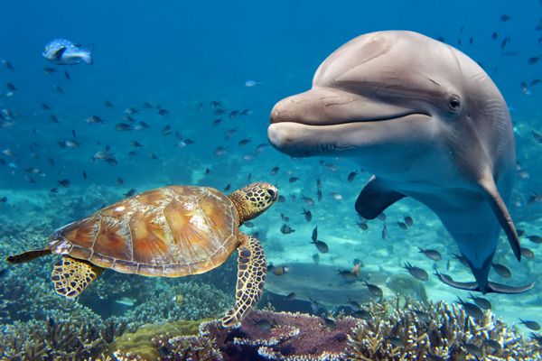 دلفین و لاک پشت در زیر آب در پس زمینه صخره به شما نگاه می کنند