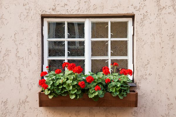 پنجره تزئین شده با گل شمعدانی