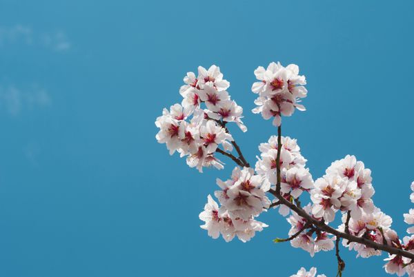 شکوفه های بادام زیبا آسمان آبی